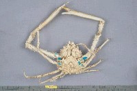 雙裂牛角蟹藏品圖，第2張